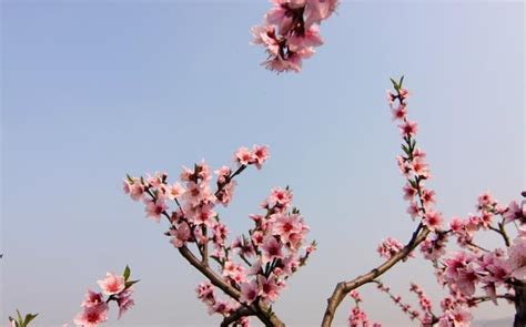 有桃花意思|桃花运（汉语名词）